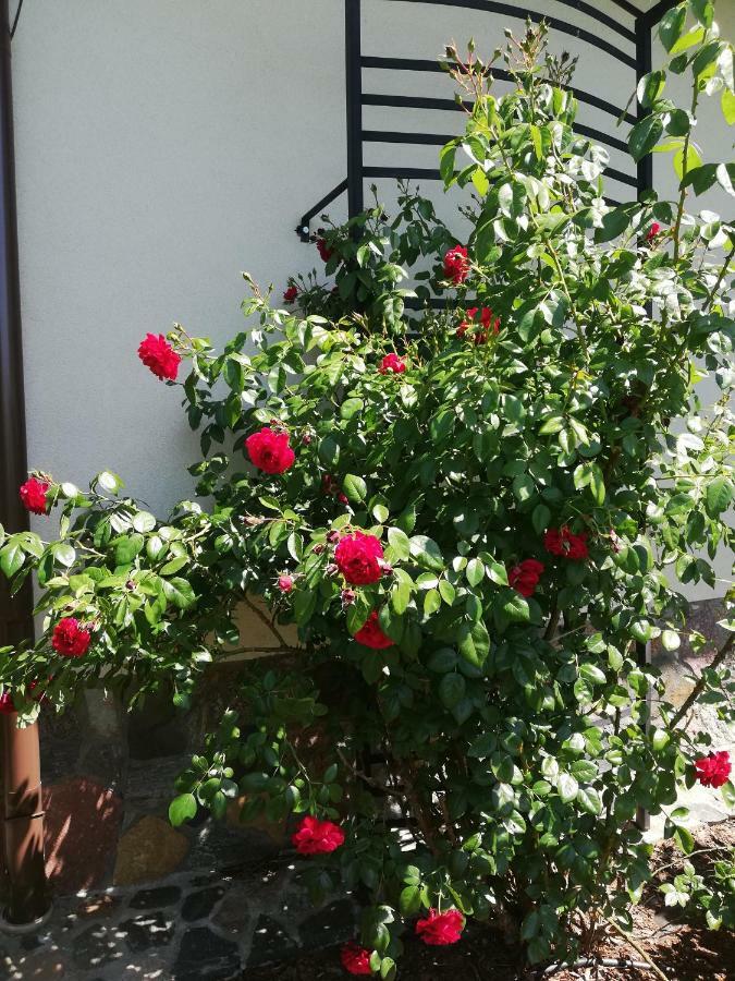 Sloneczne Zacisze Διαμέρισμα Wicko  Εξωτερικό φωτογραφία